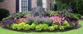 Elite-Seasonal-Color-Elephant-Ears-600