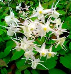 Epimedium_youngianum_Niveum_2x