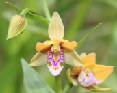 Epipactis_thunbergii_flower_s2