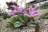 Erythronium-dens-canis-Purple-King-IMG_2919_31032017-1024x683