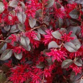 Ever-Red-03_lg
