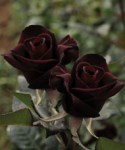 F01c9_black_baccara_1
