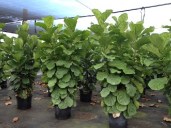 Ficus-lyrata-Column-2