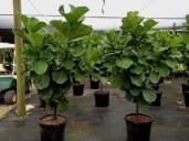 Ficus-lyrata-Standard