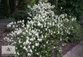 Fothergilla_major_big