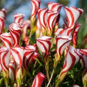 Free-shipping-Oxalis-versicolor-flowers-seeds-300PCS-World-s-Rare-Flowers-For-Garden-home-planting-O