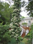 Garden-in-Cary1