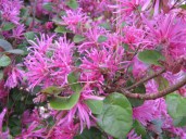 Garden2011013