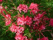 Grevillea-juniperina