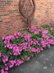 HYDRANGEA-serrata-Cotton-Candy-19