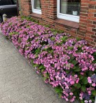 HYDRANGEA-serrata-Cotton-Candy-44