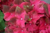 HYMAGSHA_20160812105054_xlarge