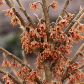Hamamelis-VERNALIS-«QUASIMODO»-Гамамелис-весенний-«QUASIMODO»