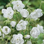 Hardy-Geranium-pratense-Laura