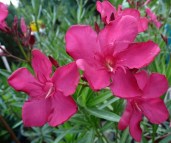 Hardy-Red