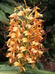 Hedychium-Anne-Bishop.i-9272.s-62507.r-1