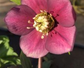 Helleborus-Amor-2-845x684