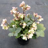 Helleborus-Ivory-Prince-Image-1-768x768