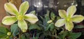 Helleborus-Winter-Star-x2-1024x488