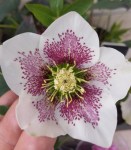 Helleborus-orientalis-‘Frozen-Kristof