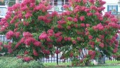 Heptacodium-miconioides3322822