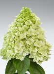 Hydr-paniculata-PANENKA-HP219901-2-HBA