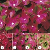 Hydrangea-Magical-Coral-Sapphire