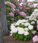 Hydrangea-arb.-BellaRagazza¬-Blanchetta-NCHA5-E_1-3-cut-out-768x873