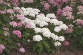 Hydrangea-arb.-BellaRagazza¬-Blanchetta-NCHA5-E_2-768x512