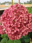 Hydrangea-arborescence-«Bella-Anna»-гортензия-древовидная-«Bella-Anna»