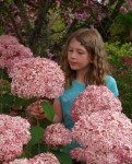 Hydrangea-arborescenceINVINCIBELLE-Spirit-Гортензия-древовидная-INVINCIBELLE-Spirit
