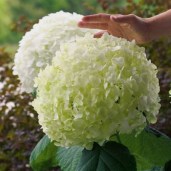 Hydrangea-arborescens-Incrediball