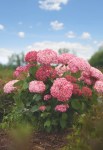 Hydrangea-arborescens-PINK-ANNABELLE-NCHA2-2