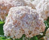 Hydrangea-candybelle-marshmallow.jpg_Q90.jpg_
