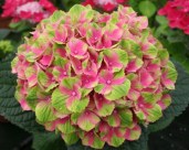 Hydrangea-m-Magical-Amethyst-rose