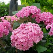 Hydrangea-macrophylla-Expression-Гортензия-крупнолистная-Экспрешен