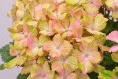 Hydrangea-macrophylla-Forever-and-Ever-®«Fantasia»-гортензия-крупнолистная-Forever-and-Ever®-«Fantasia»