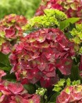 Hydrangea-macrophylla-MAGICAL-JEWEL-‘HORE140103’-PBR-25