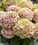 Hydrangea-macrophylla-MAGICAL-JEWEL-‘HORE140103’-PBR-2