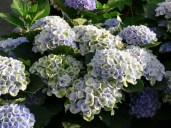 Hydrangea-macrophylla-Magical-Revolution-blau_NzU3OTQyNQ-1200x900