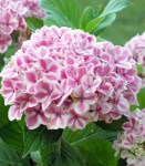 Hydrangea-macrophylla-Peppermint1