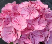 Hydrangea-macrophylla-Sweet-Fantasy-2