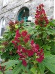 Hydrangea-quercifolia-Amethyst-ARD
