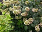 Hydrangea-quercifolia-Sikes-Dwarf