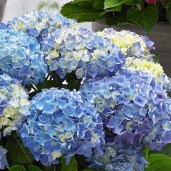 Hydrangea_Music_Blue_Ballad_0009522_2__89080
