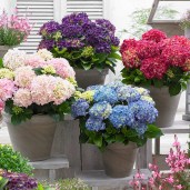 Hydrangea_Music_Collection_x4_1013646__05930