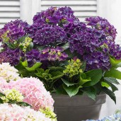 Hydrangea_Music_Deep_Purple_Dance_0009521__38350