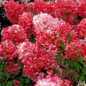 Hydrangea_diamant_rouge