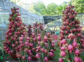 Hylocereus_undatus