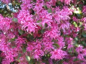 IMG_2598Large-1
